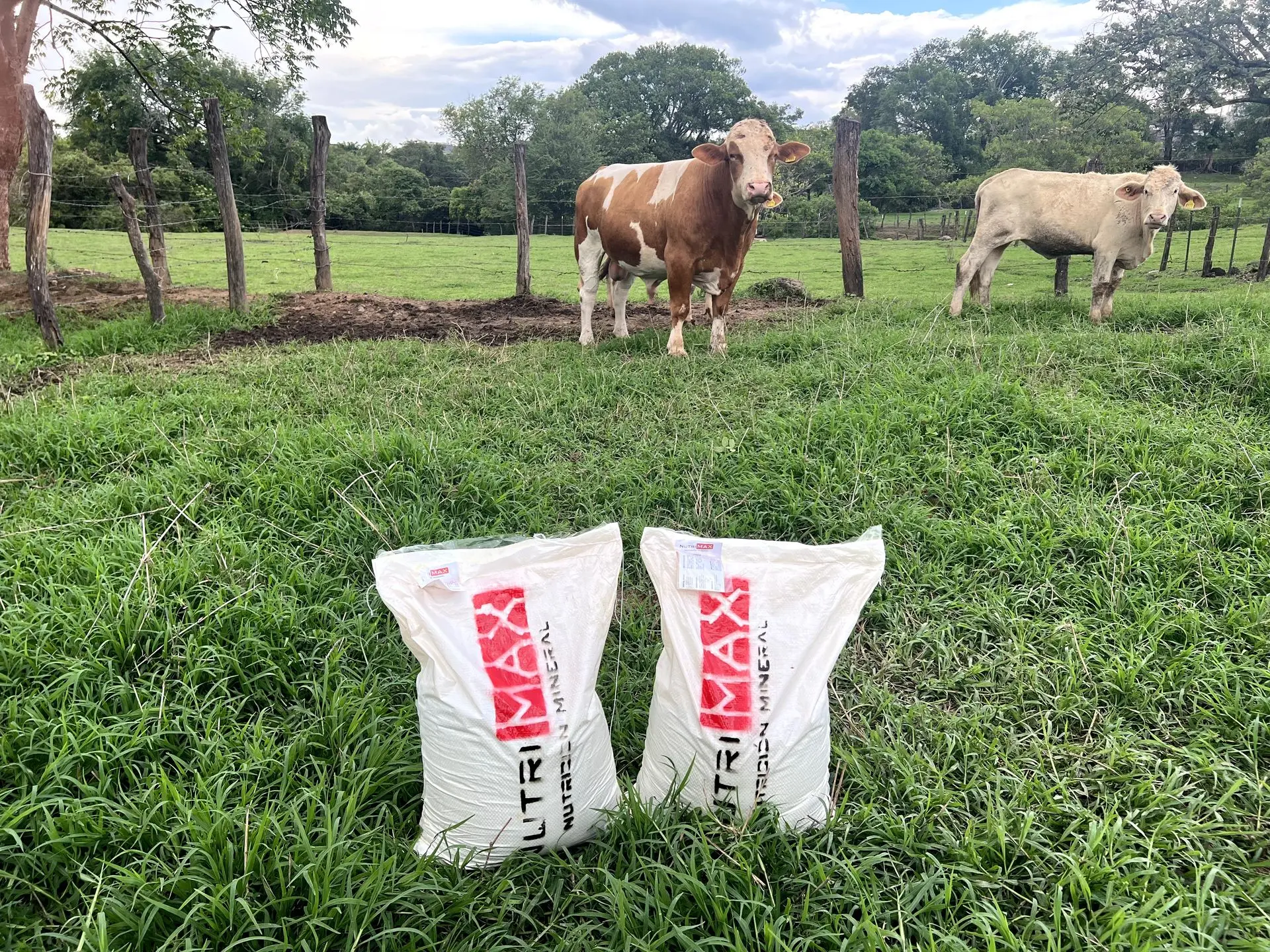Dos bultos NutriMax sobre pasto verde
