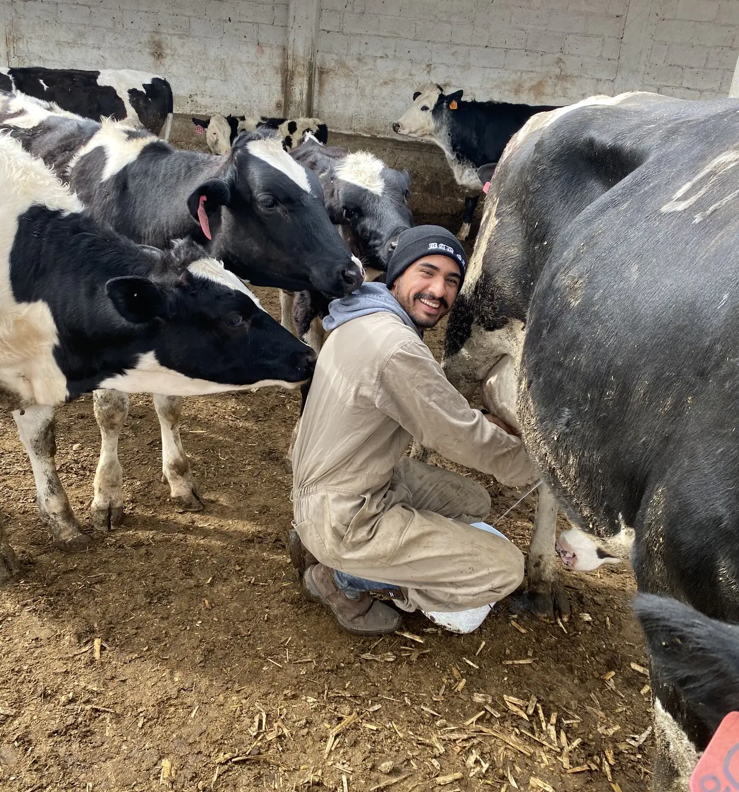 Ganadero alimentando vacas con NutriMax