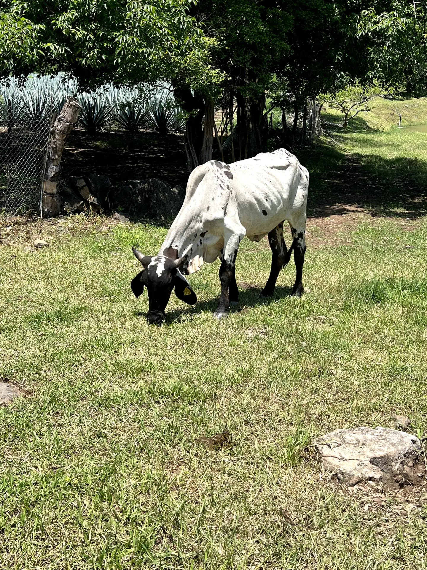 Rancho NutriMax vista panoramica